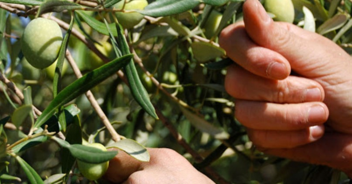 Garanzie per 140 milioni di euro a favore delle OP olivicole italiane