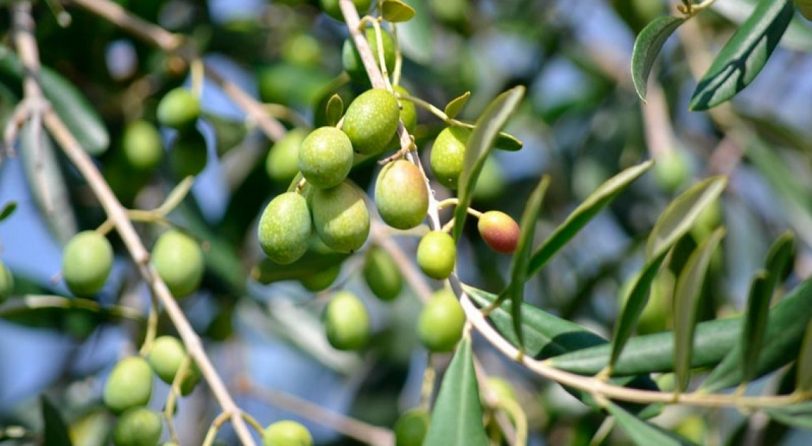Una corretta concimazione azotata riduce l'alternanza di produzione dell'olivo