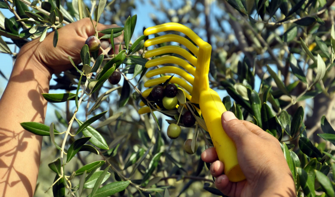 La grande variabilit&agrave; nei costi di raccolta delle olive e l'incidenza sul prezzo dell'olio extra vergine di oliva