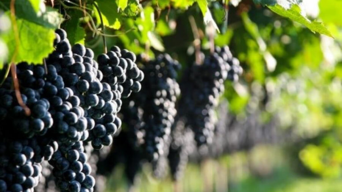 Le organizzazioni della filiera vitivinicola applaudono il Dl Semplificazioni