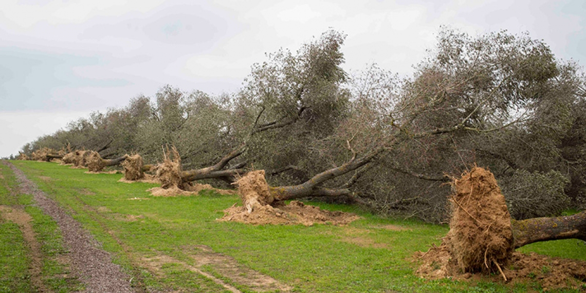 Coldiretti si schiera contro la Regione Puglia sul bando per la rigenerazione post Xylella