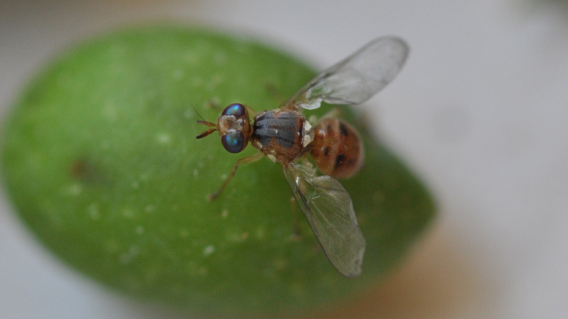 La resistenza della mosca dell'olivo agli insetticidi è scritta nel DNA