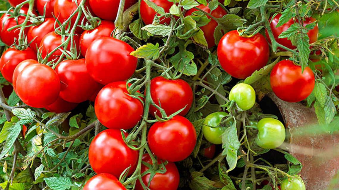 Un nuovo pomodoro resistente alla siccità, ai patogeni e ricco di vitamina C