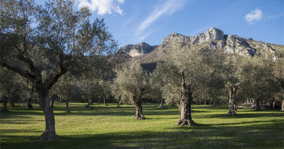 Il parco regionale dell&rsquo;olivo di Venafro in Molise ha bisogno di tutela