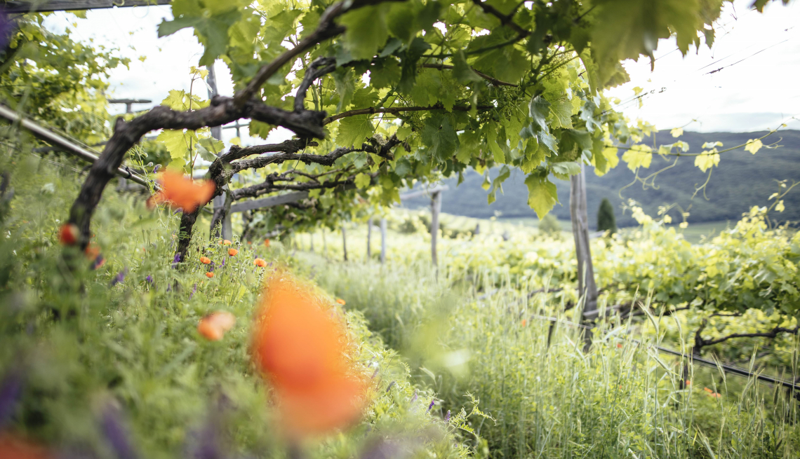 I vini dell'Alto Adige vogliono essere sempre più green e in linea con Agenda 2030