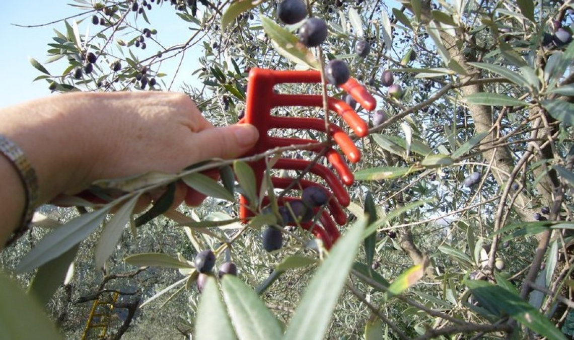 Produzione olearia italiana in affanno: ottima qualità ma scarsa quantità al sud