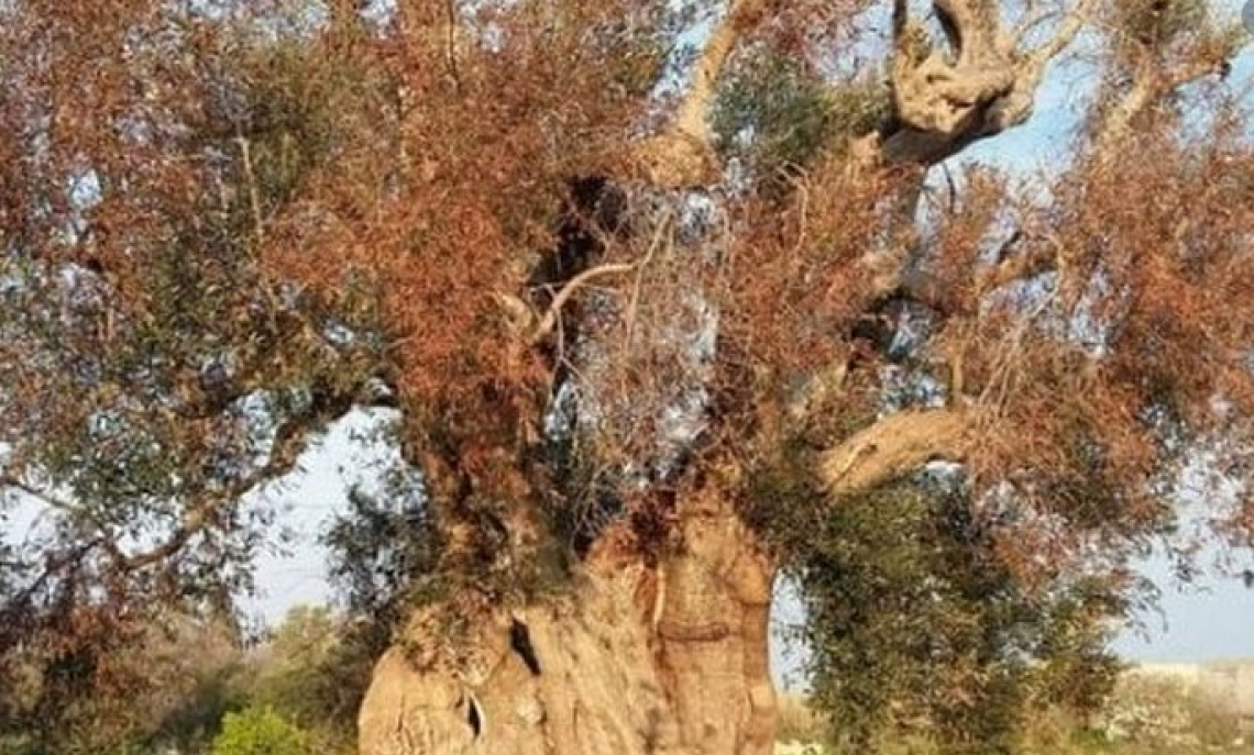 I 300 milioni per Xylella fastidiosa devono andare direttamente agli olivicoltori