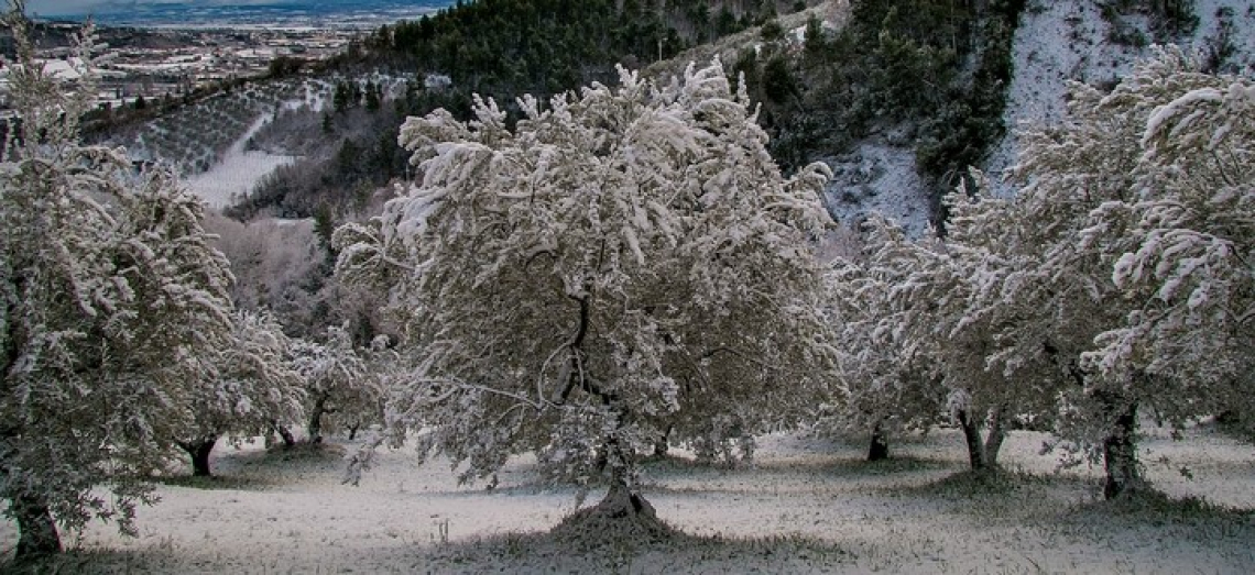 La diversa tolleranza al gelo di diverse varietà di olivo