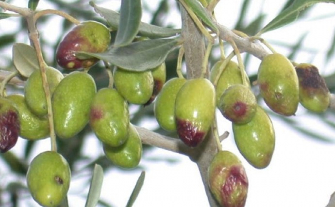 L'influenza di un attacco di mosca su acidità, perossidi, K232 e K270 dell'olio vergine d'oliva