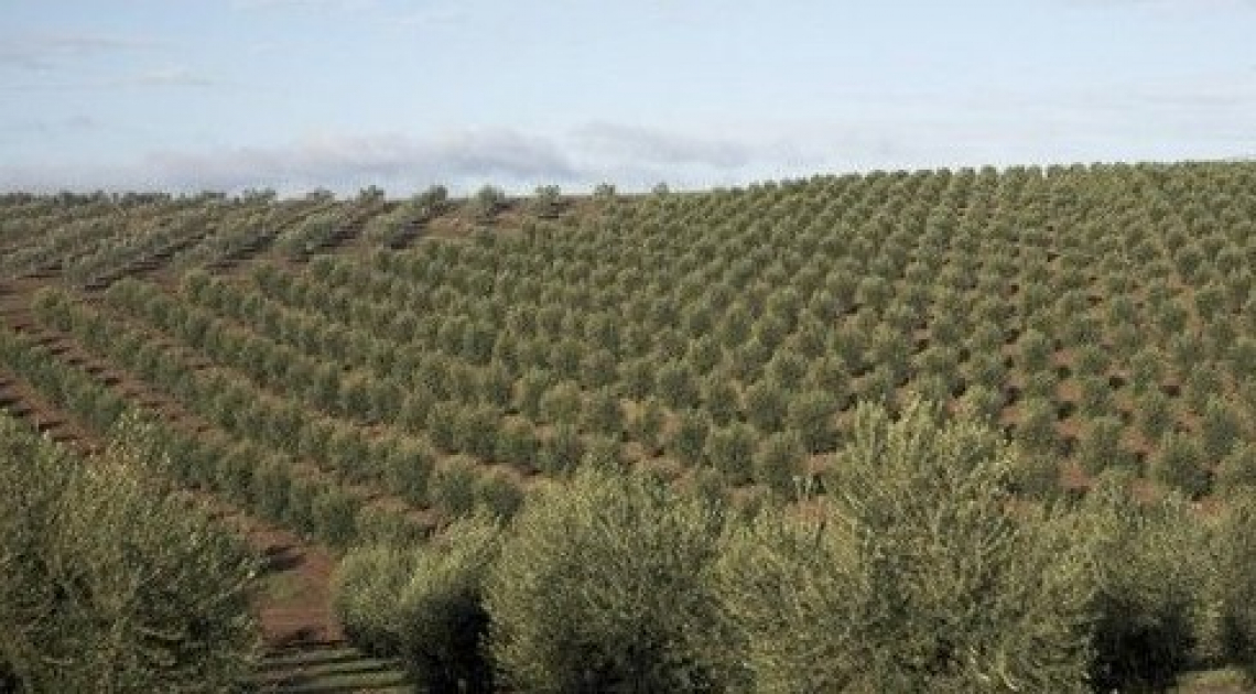 Gli oliveti delle aziende imbottigliatrici sono operazioni di ingegneria finanziaria