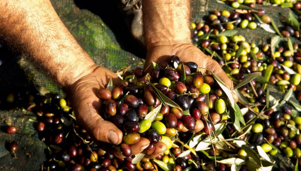 Produzione di olio d'oliva in Italia sotto le 300 mila tonnellate: male il Sud