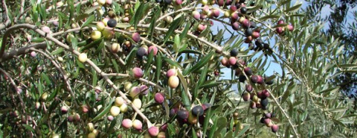 L'Arbequina non sempre potrebbe rispettare i parametri per essere olio extra vergine di oliva
