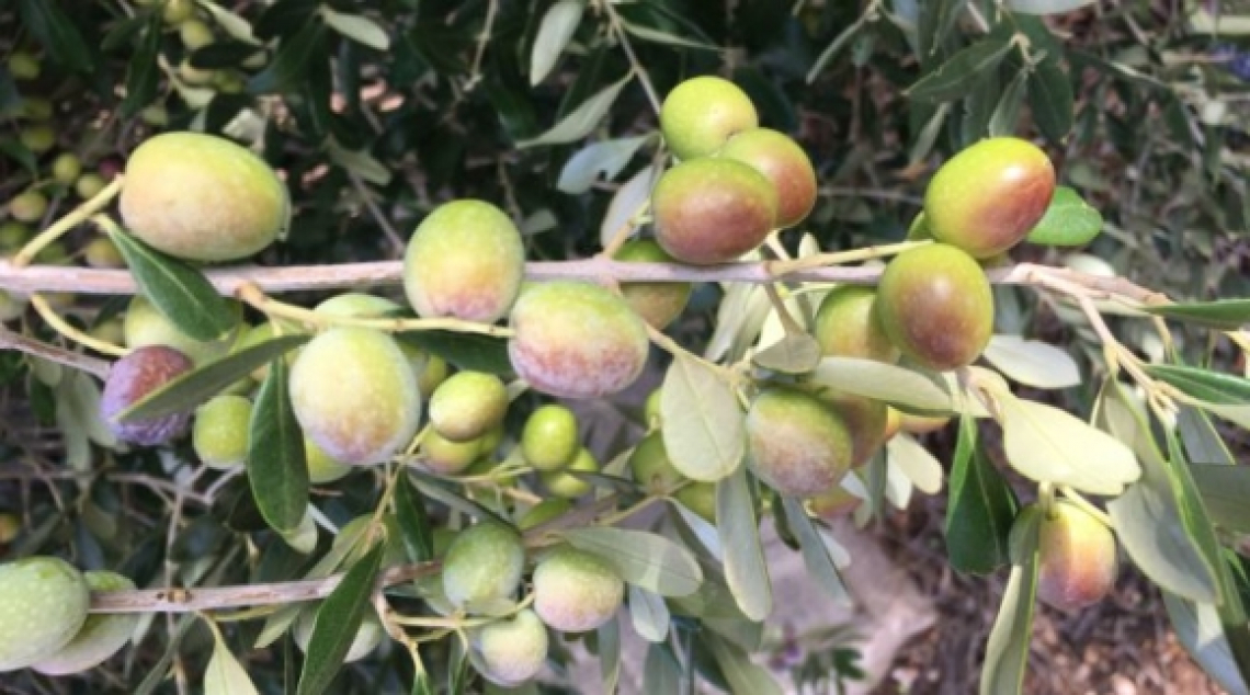 Il Salento olivicolo deve rinascere: raccolti gli impianti resistenti a Xylella