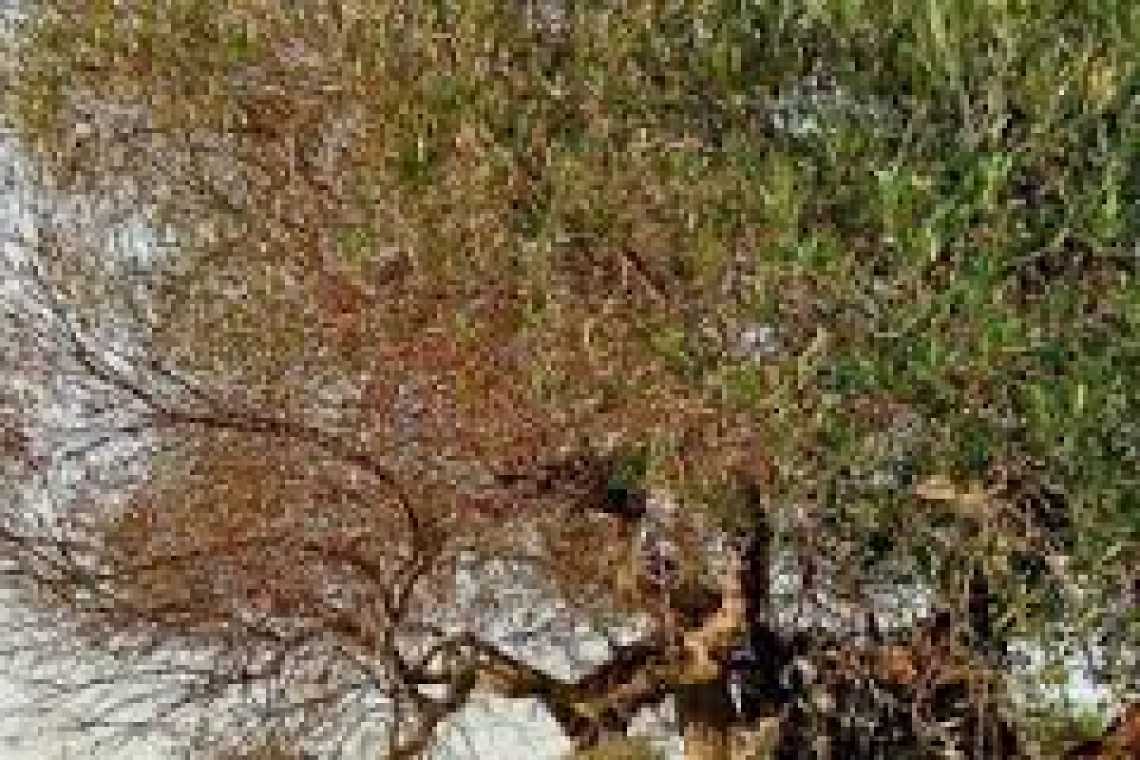 Allarme per gli olivi monumentali colpiti da Xylella fastidiosa