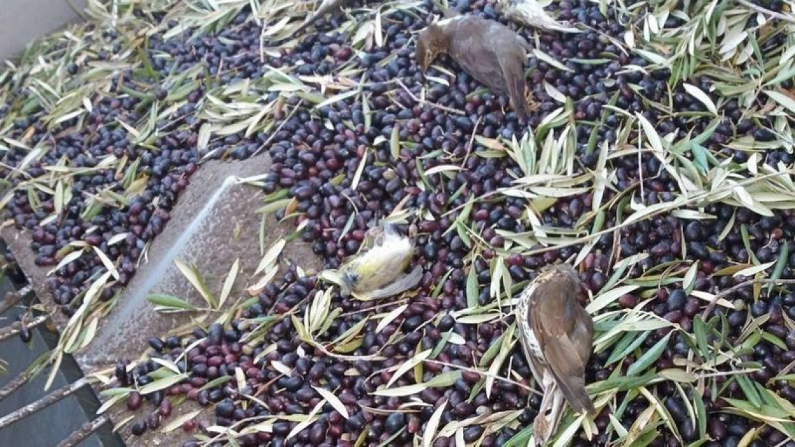 L'olio d'oliva non è più una minaccia per gli uccelli migratori