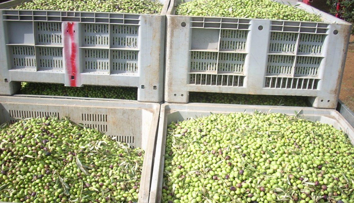 Trasporti di olive sulle lunghe distanze: quando le vibrazioni danneggiano le olive