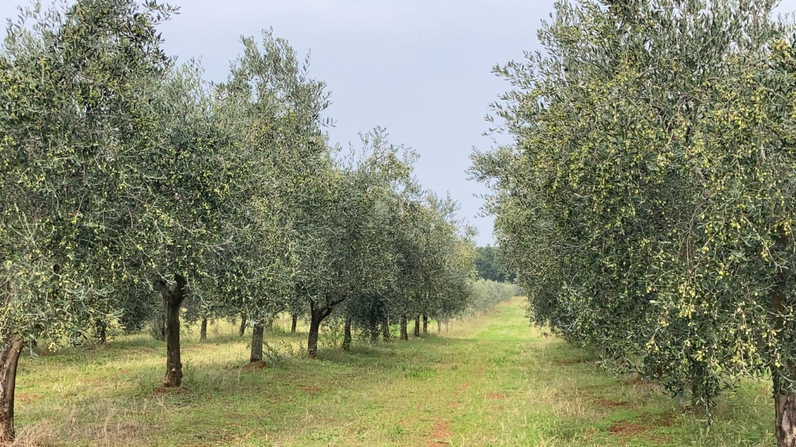 Oltre ai nuovi oliveti serve una visione e intraprendenza per l'olio di oliva italiano