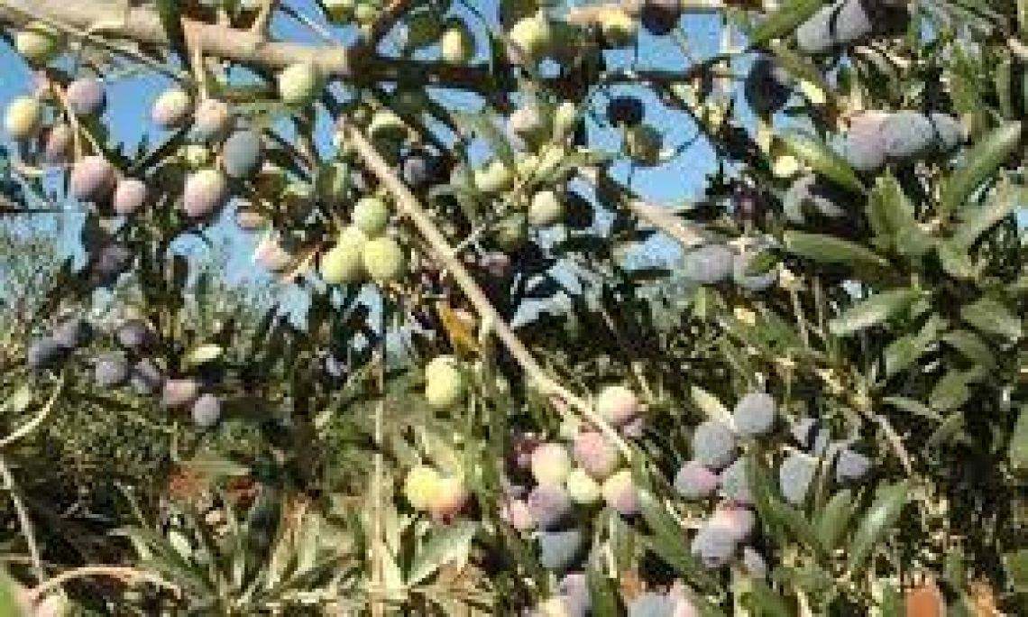 La raccolta precoce delle olive in Spagna per spuntare prezzi alti
