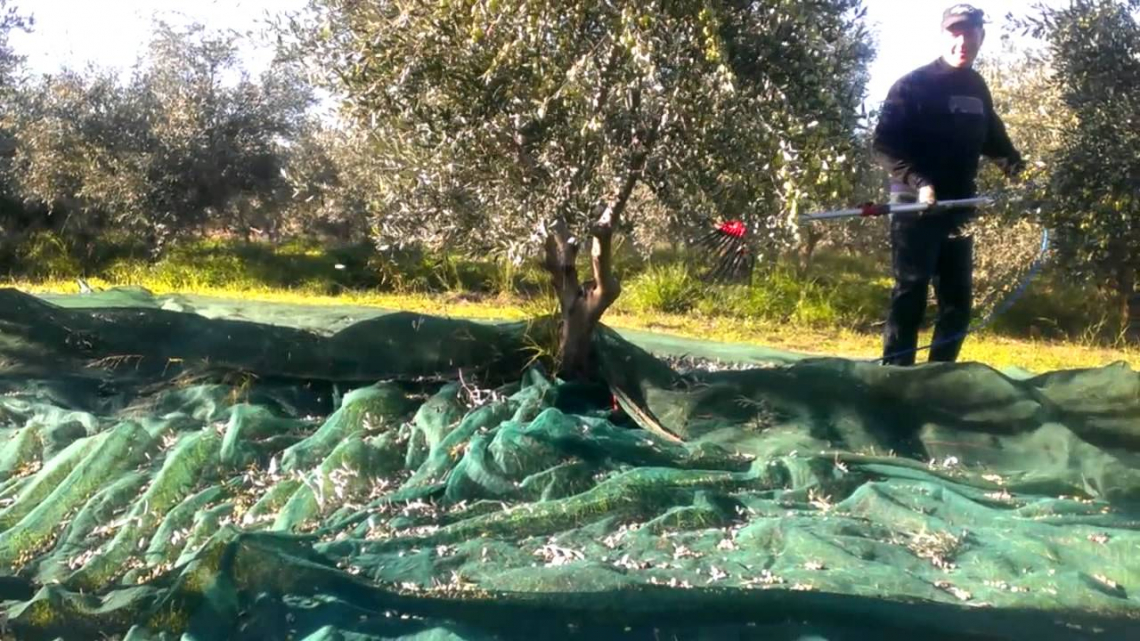 Come valutare il momento più opportuno per iniziare la raccolta delle olive