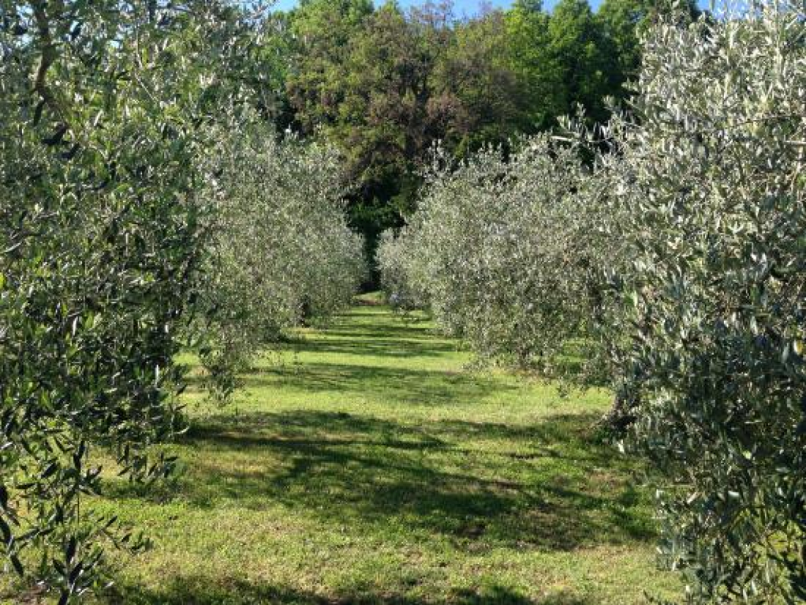 L'influenza della concimazione azotata su mosca, occhio di pavone e lebbra dell'olivo