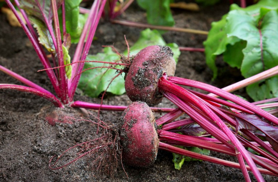Energia “verde” da scarti agricoli: dal bieticolo innovazioni energetiche per il futuro