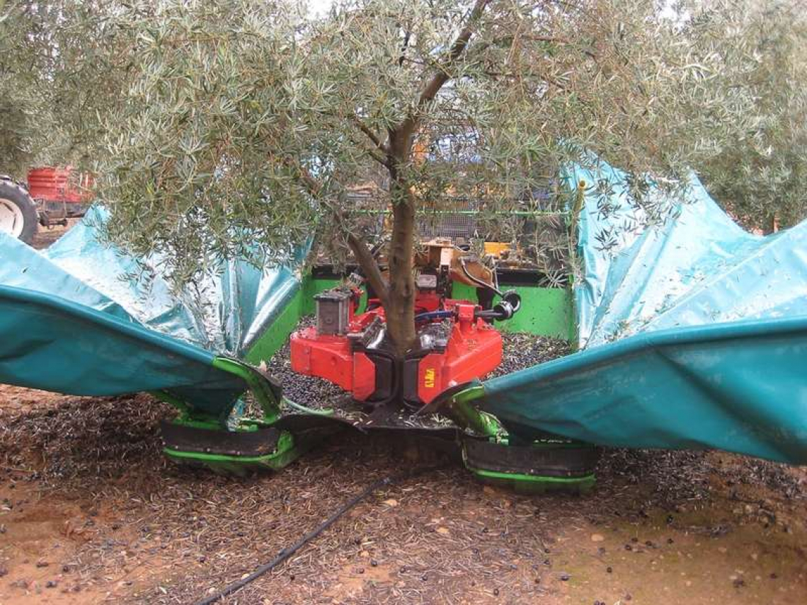 L'impatto dei diversi sistemi di raccolta delle olive sulla qualità dell'olio extra vergine d'oliva