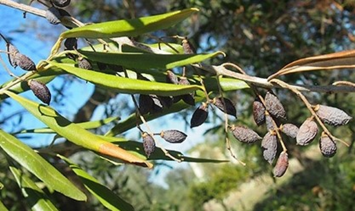 I Dottori Agronomi e Forestali vogliono una mobilitazione mediterranea contro Xylella