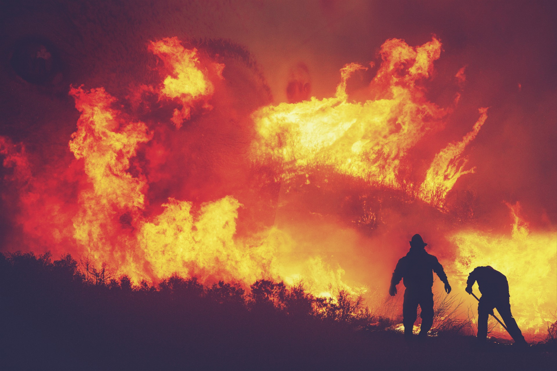 Ecco come piante ed ecosistemi reagiscono agli incendi