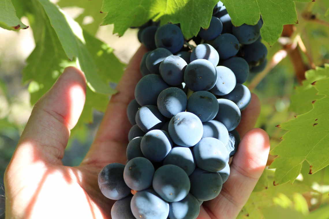 L'orientamento dei filari di Syrah influenza la qualità del vino