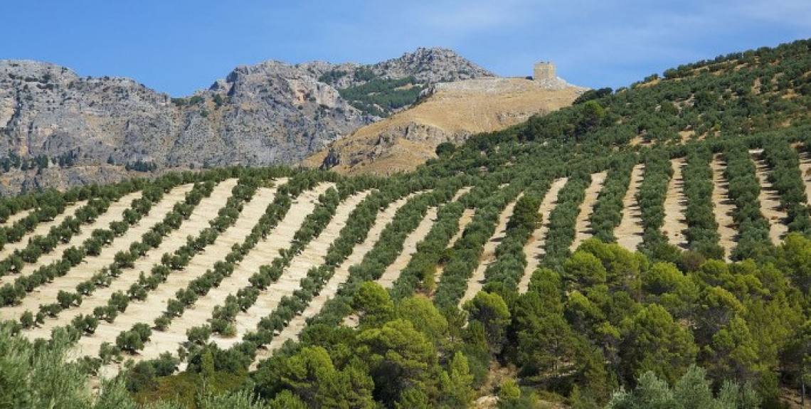 Un tunnel criogenico per raffreddare le olive all'arrivo in frantoio