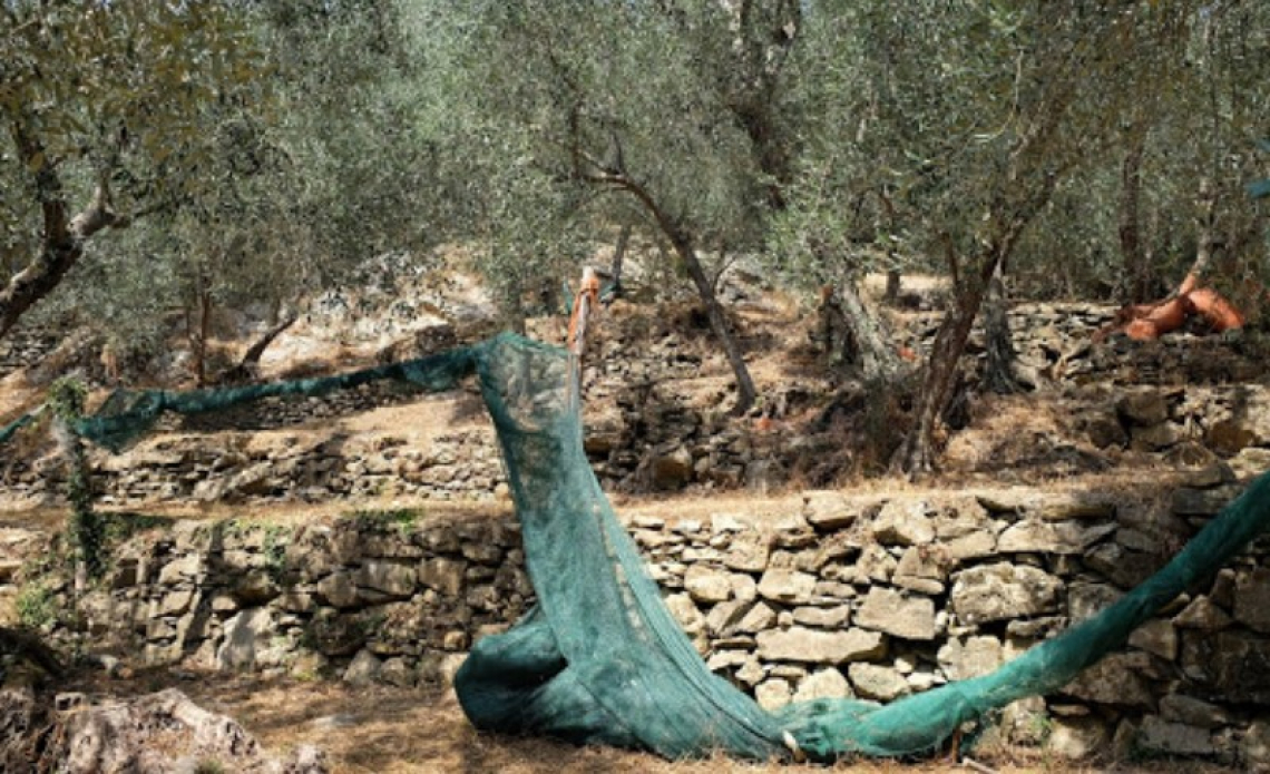 La Liguria sorride per l'annata di carica: buona produzione d'olio d'oliva