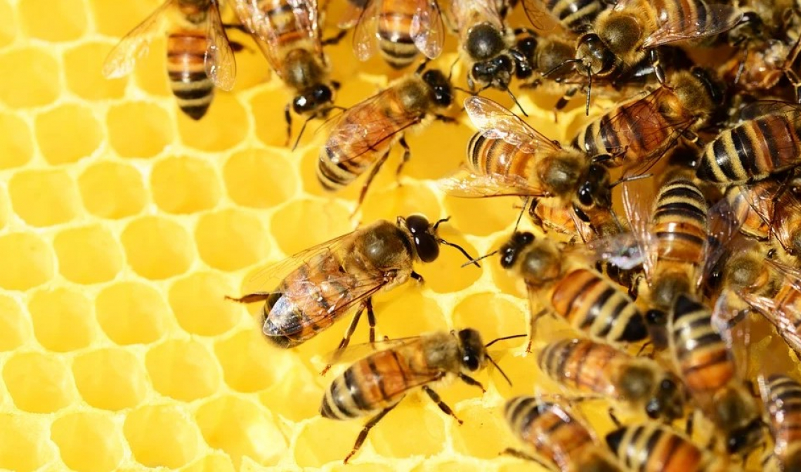 Obbligatorio censire apiari, alveari e sciami apicoli posseduti