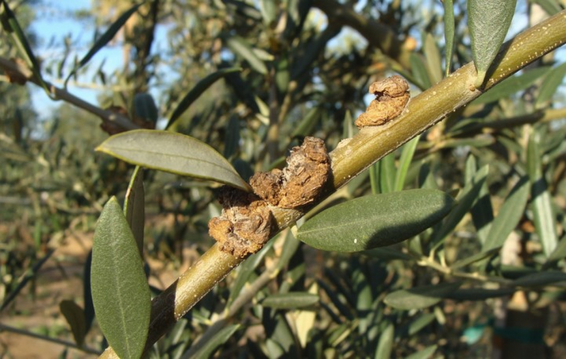 La correlazione tra danni da gelata e l'instaurarsi della rogna dell'olivo