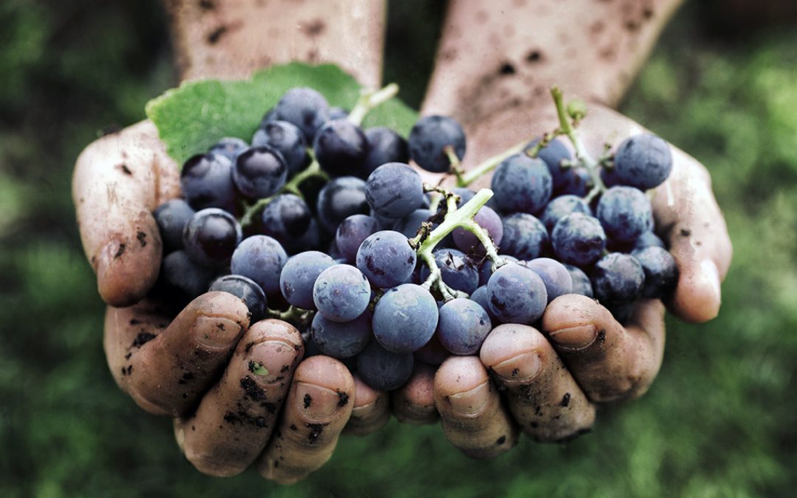 Via libera a proroghe e semplificazioni sull'Ocm Vino