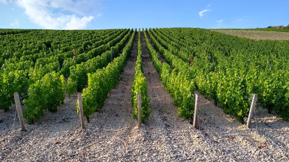 Dosi e modi di applicazione della fertilizzazione fogliare con urea su Sauvignon Blanc e Merlot