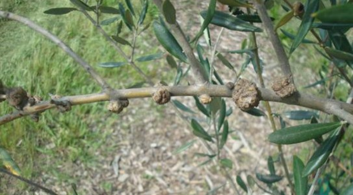 Il biocontrollo della rogna dell'olivo: combattere un batterio con un altro batterio