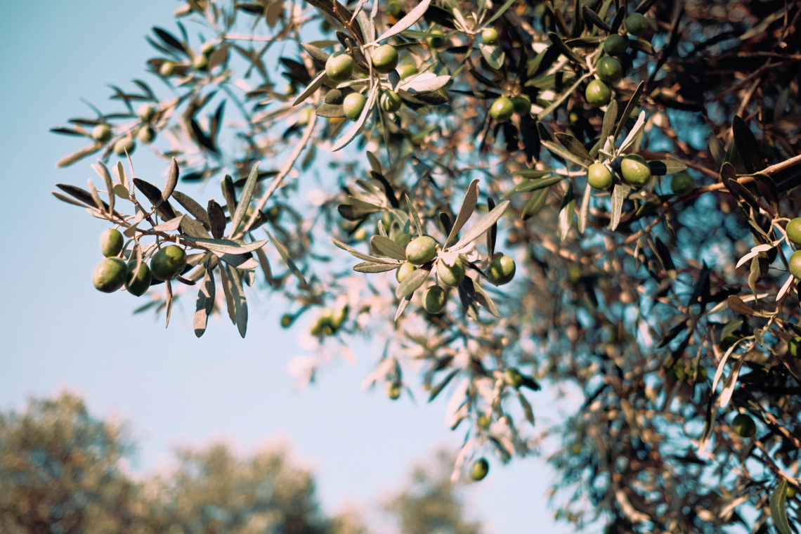 L'influenza, su resa e composizione dell'olio extra vergine d'oliva, del periodo di raccolta e della posizione delle olive sulla chioma