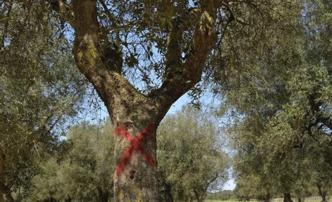 Xylella fastidiosa non si ferma: altre 40 piante infette