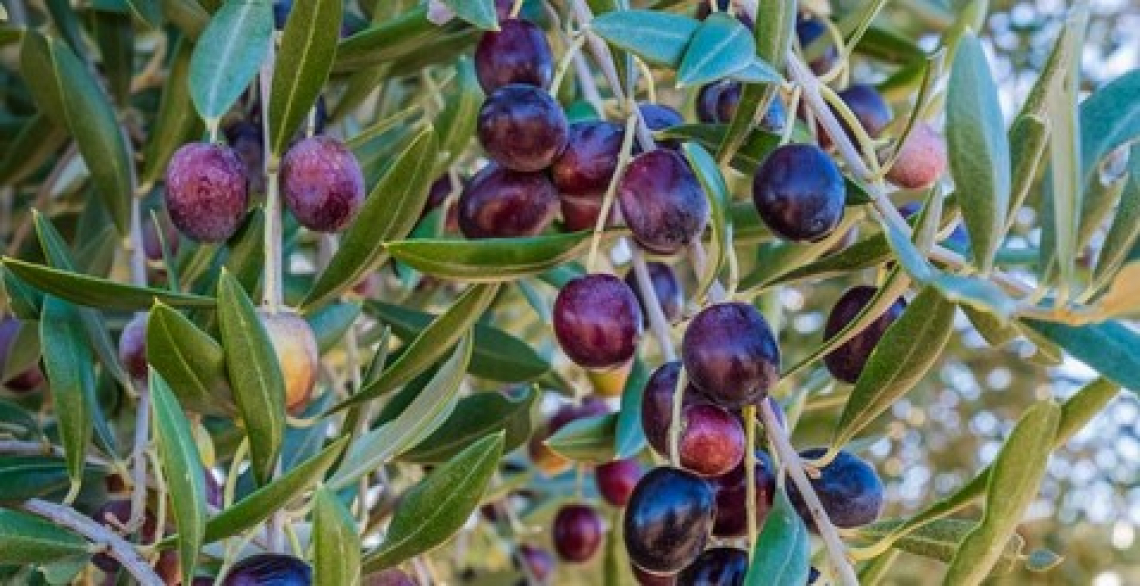 Migliorare il profilo fenolico dell’olio di oliva in oliveto