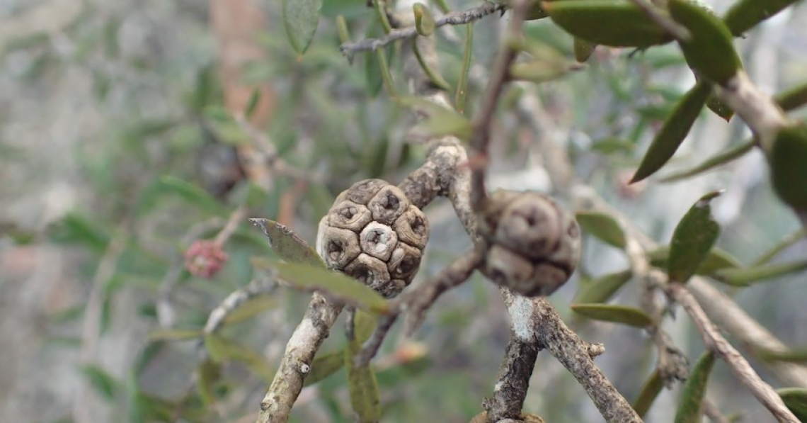 La diffusione della rogna dell'olivo e il suo impatto sulla produttività