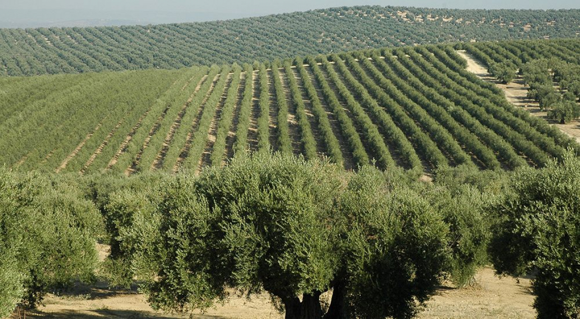 Stop agli oliveti superintensivi in Portogallo