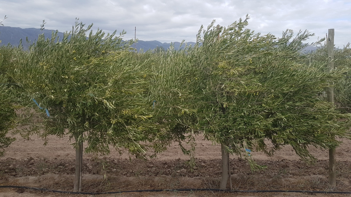 L’irrigazione dell’olivo contro il cambiamento climatico