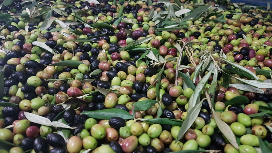 L'influenza della concimazione con azoto e potassio su produttività dell'olivo e d'olio nell'oliva
