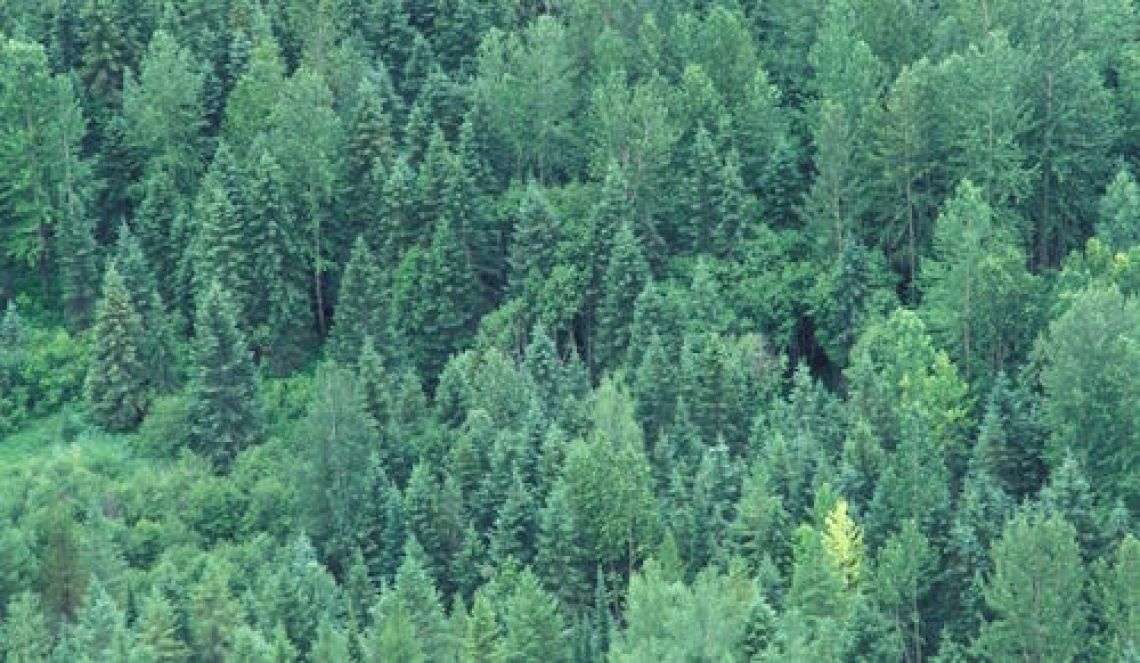 Precision forestry: una selvicoltura all’avanguardia ed efficiente