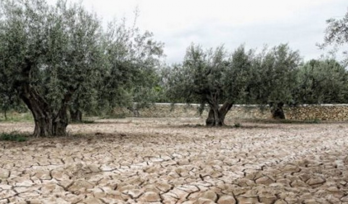 L’impatto di caldo e siccità sull’olio di oliva e sull’olivicoltura spagnola visti da satellite