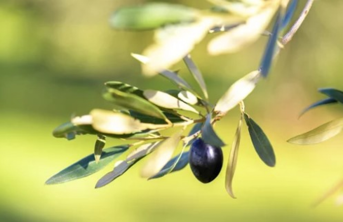 La produzione italiana di olio di oliva in calo del 30%