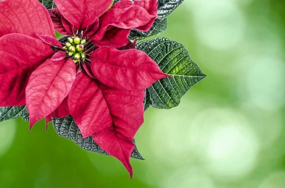 La cura della Stella di Natale a casa: far durare i fiori