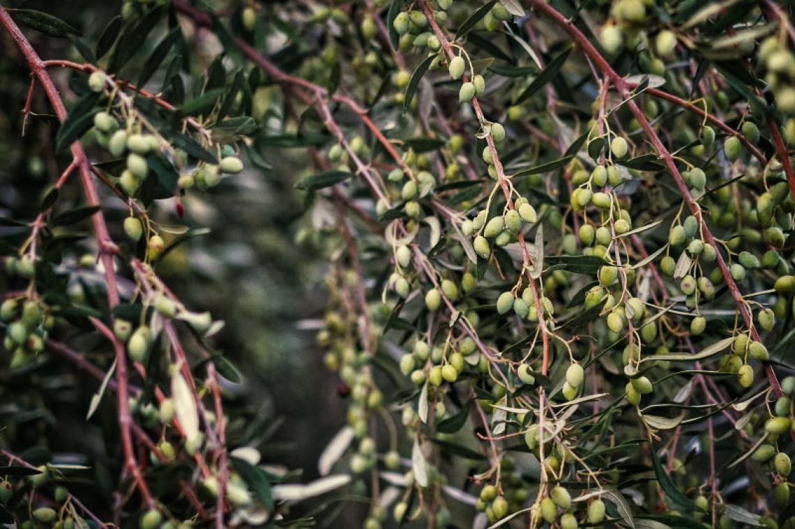 Raccolta delle olive peggio del previsto in Andalusia