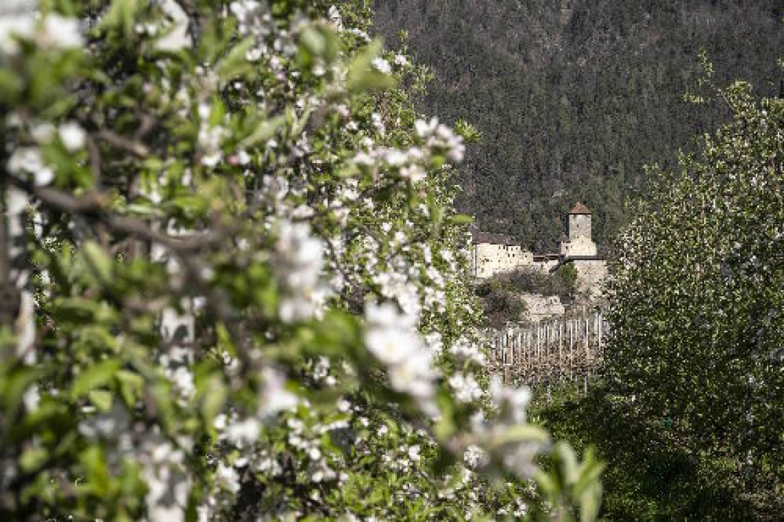 Tirolo in fiore: la primavera nell’incantevole borgo sopra Merano