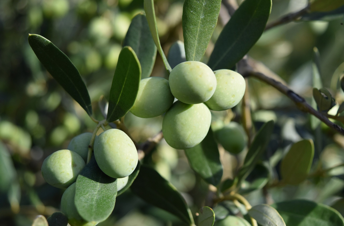 Scoperti geni chiave per la sintesi dell'oleuropeina nell'oliva